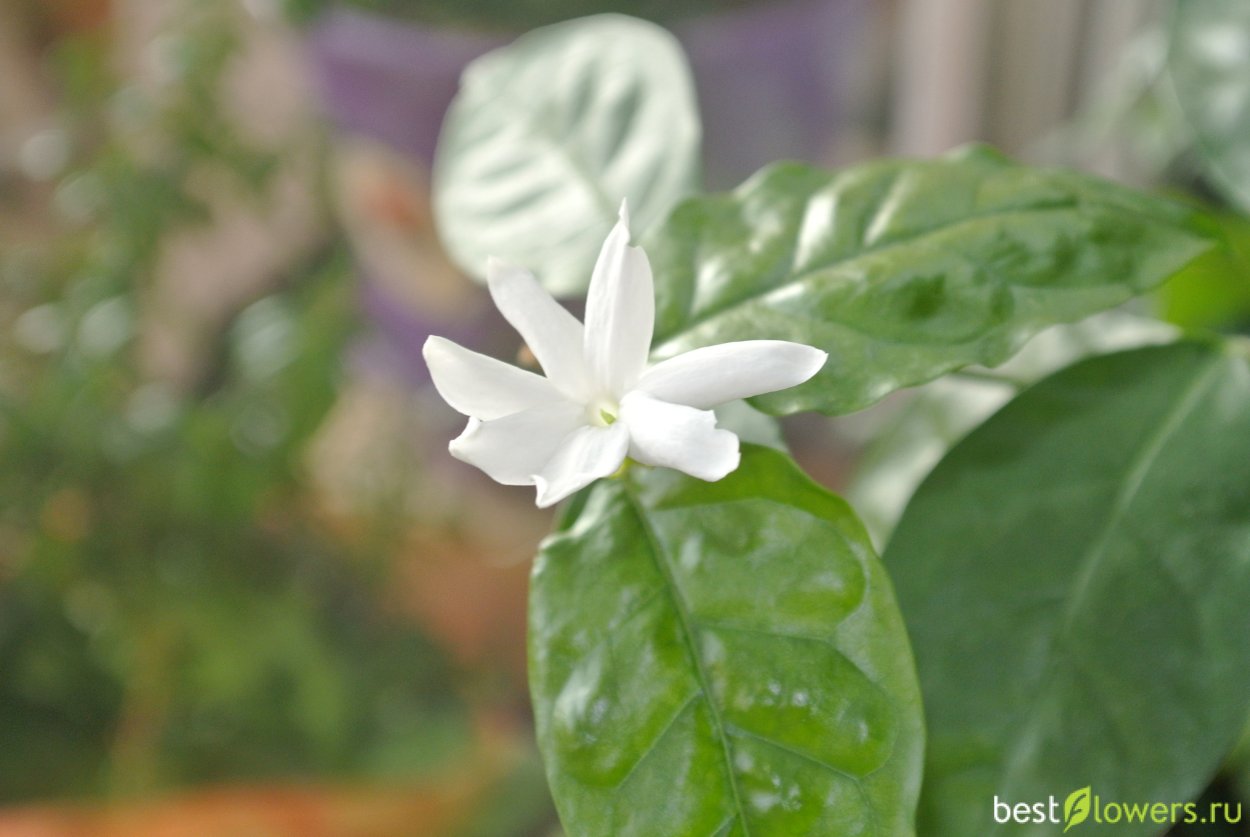 Стефанотис длинные плети