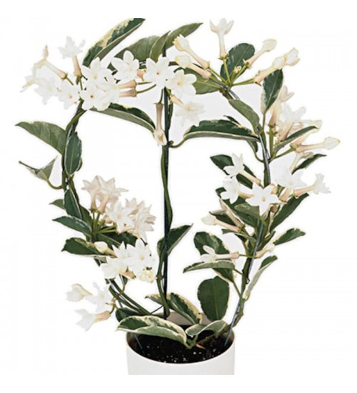 Stephanotis floribunda Alpine
