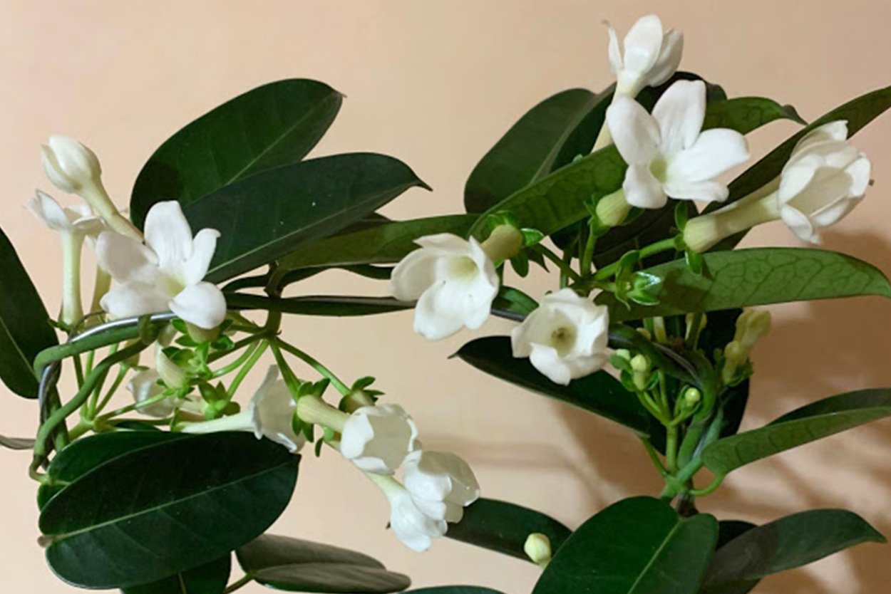 Комнатный Жасмин Стефанотис размножение