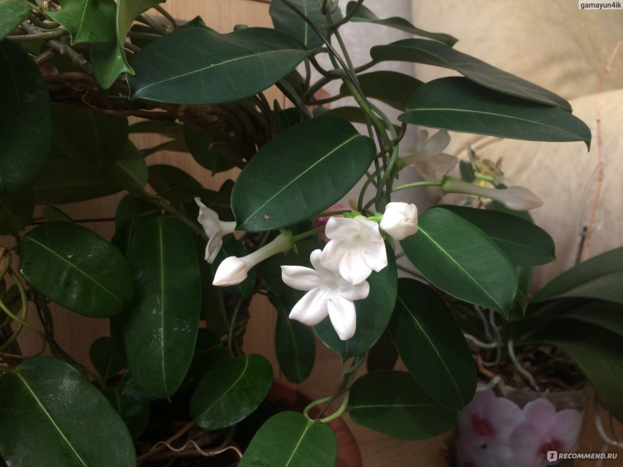 Стефанотис (марсдения)