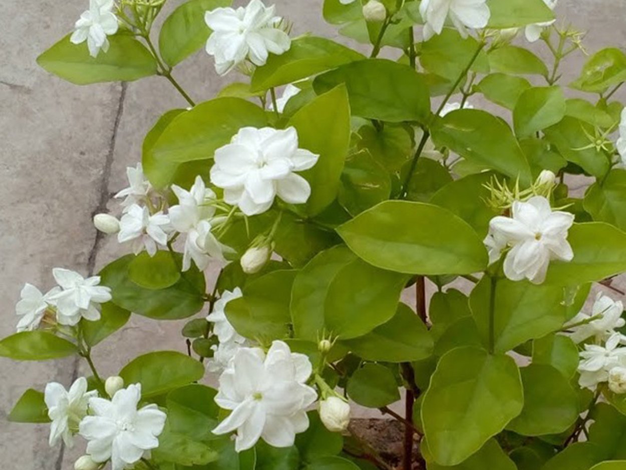 Jasminum officinale куст