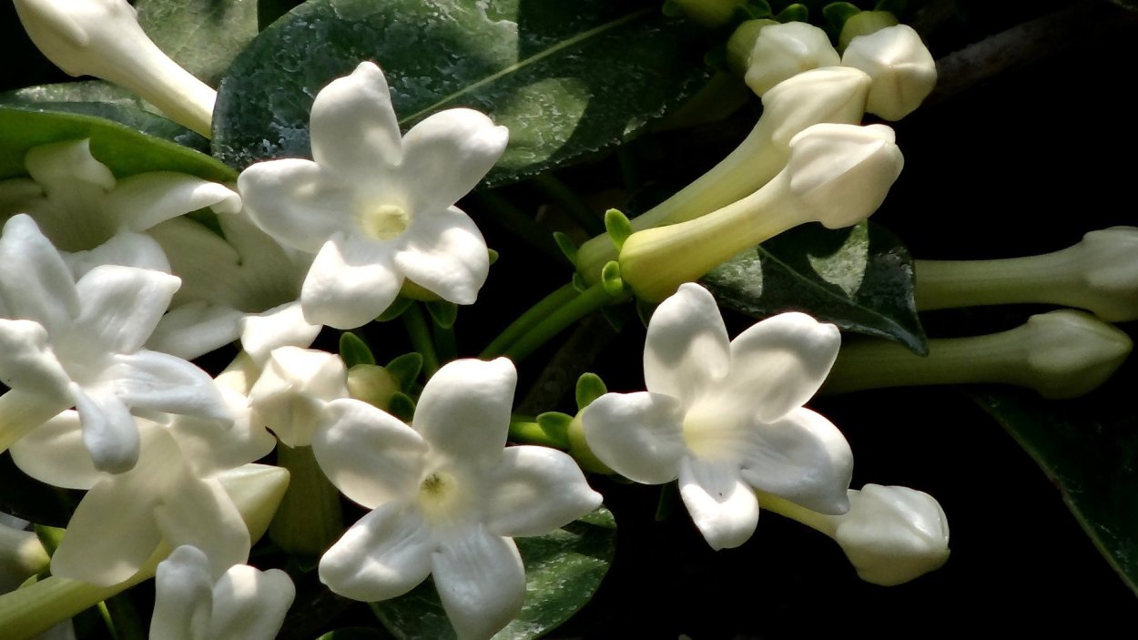 Жасмин мелколистный комнатный