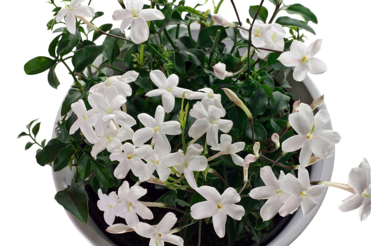 Жасмин в горшке