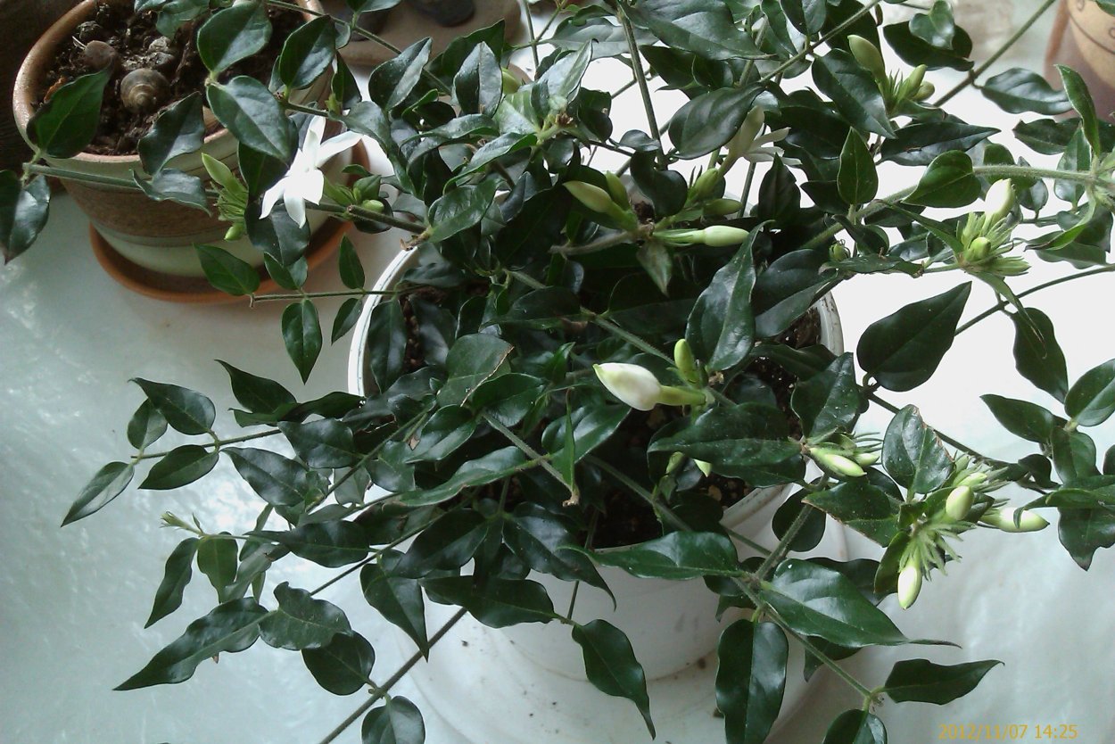 Жасмин плетущийся комнатный