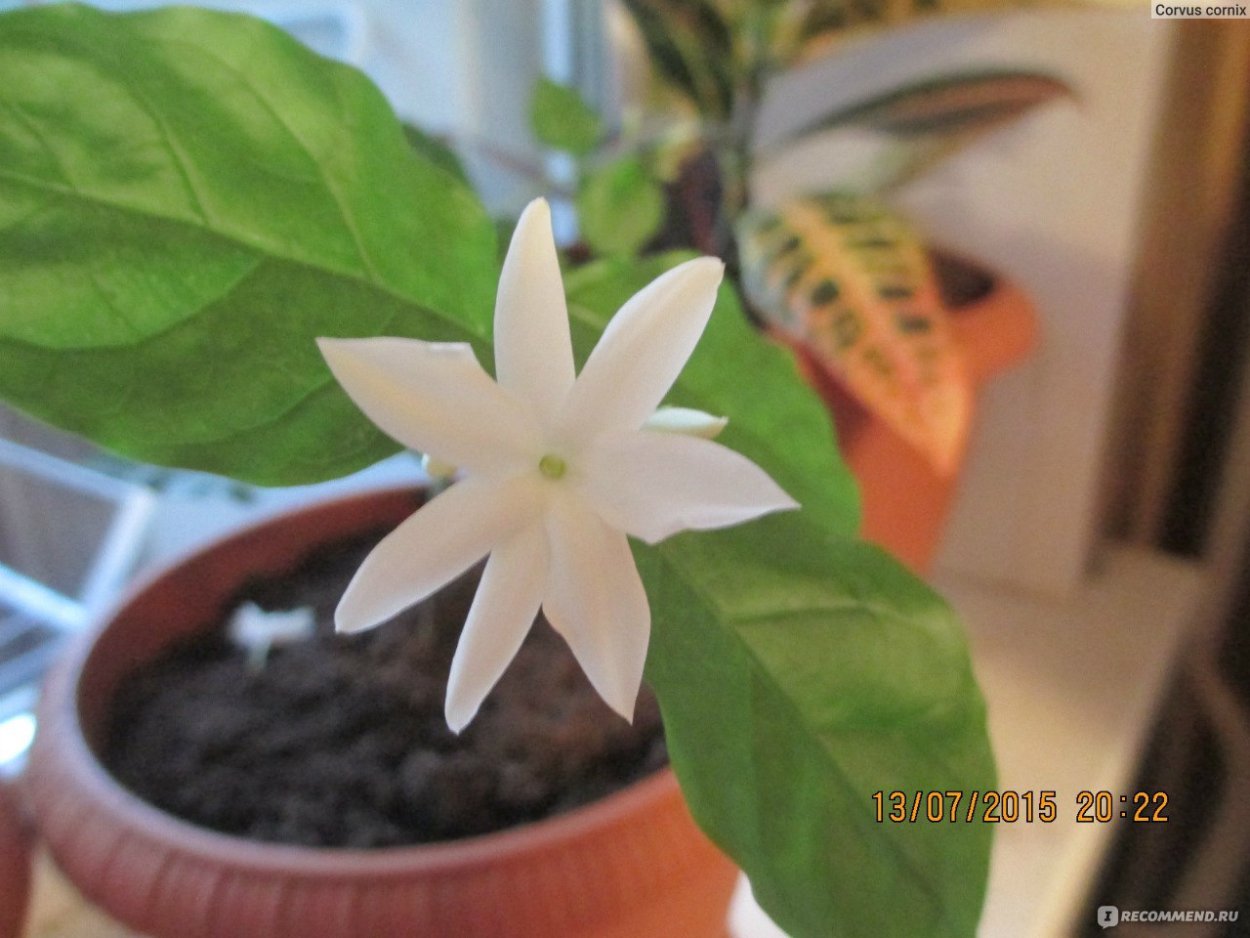 Jasminum Sambac Mysore mulli