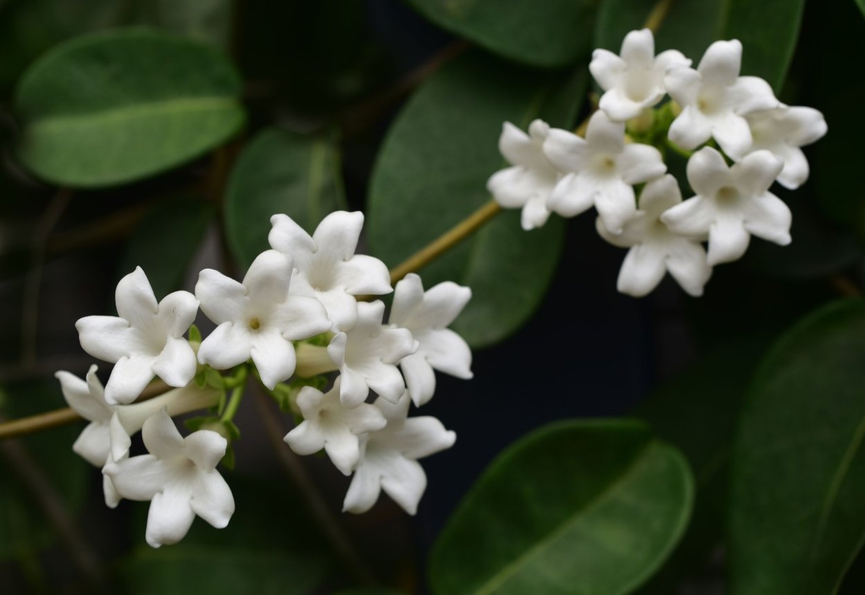 Стефанотис цветок приметы