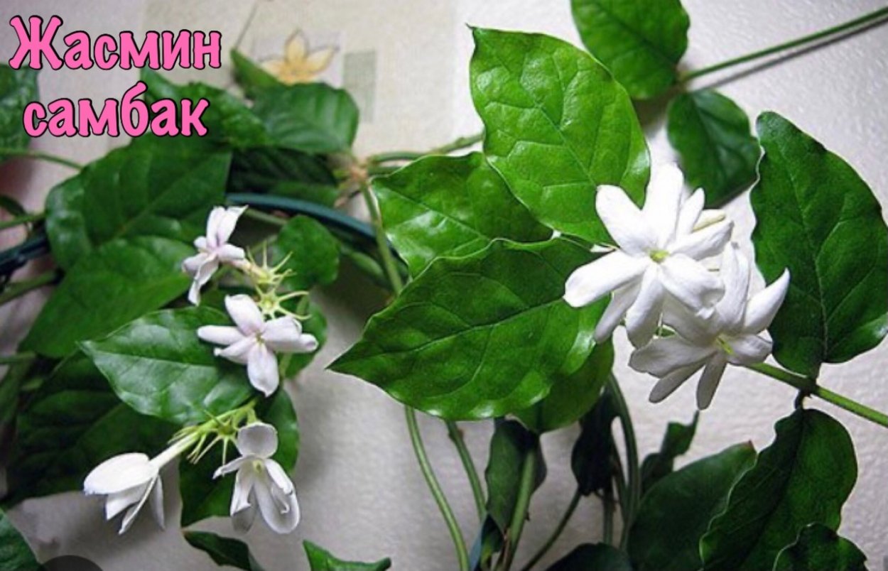 Жасмин кустарник самбак