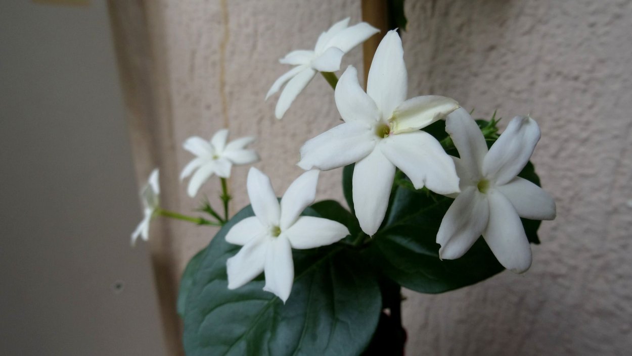 Гардения жасминовидная белоснежная роза