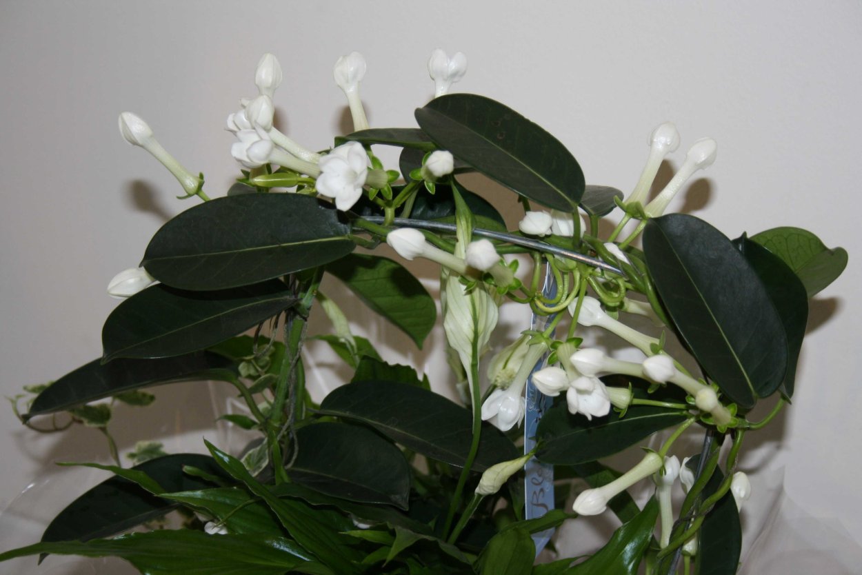 Жасмин ампельный