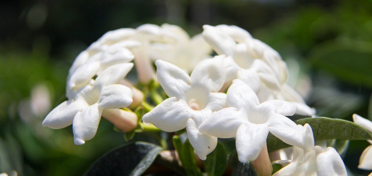 Бувардия Стефанотис