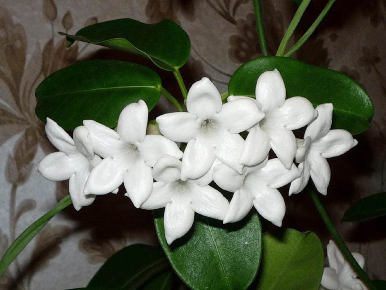 Jasminum multiflorum