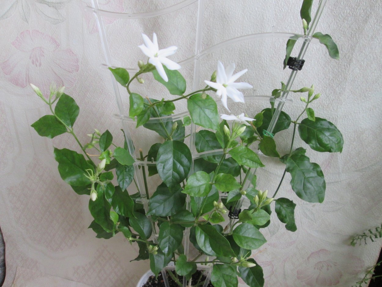 Бонсай из стефанотиса