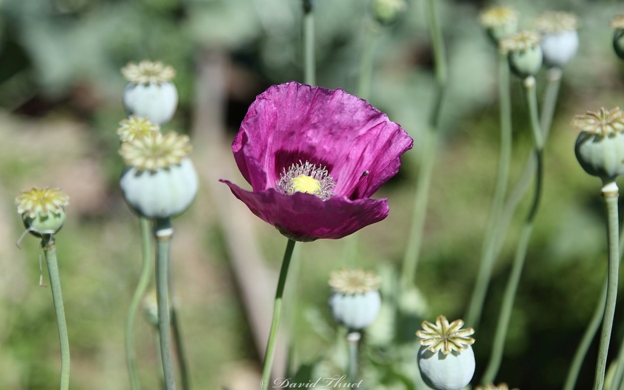 Опиумный Мак Луговой Мак