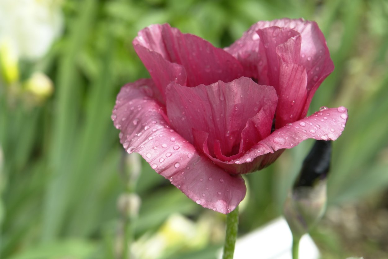 Мак махровый