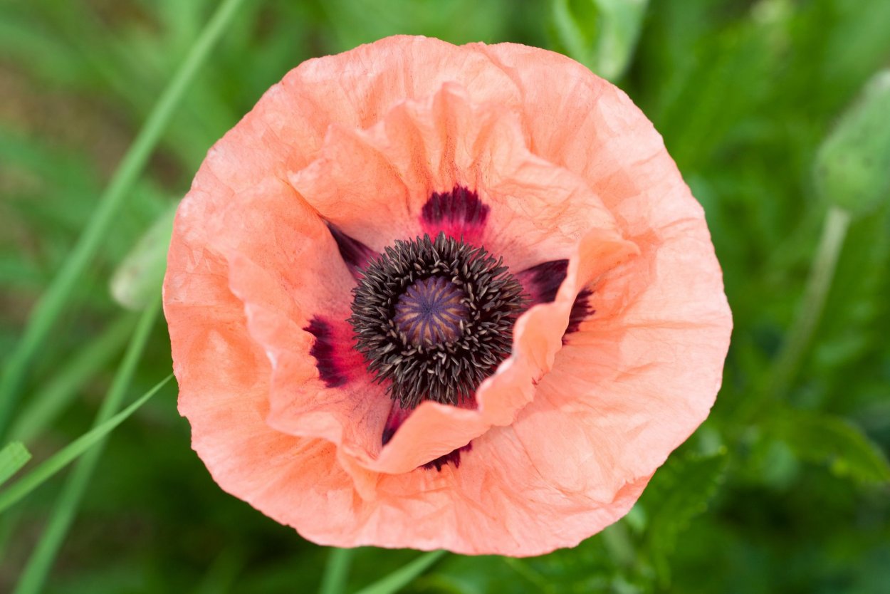 Ирландский Мак