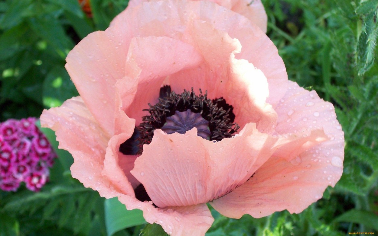 Мак Восточный 'Helen Elisabeth'