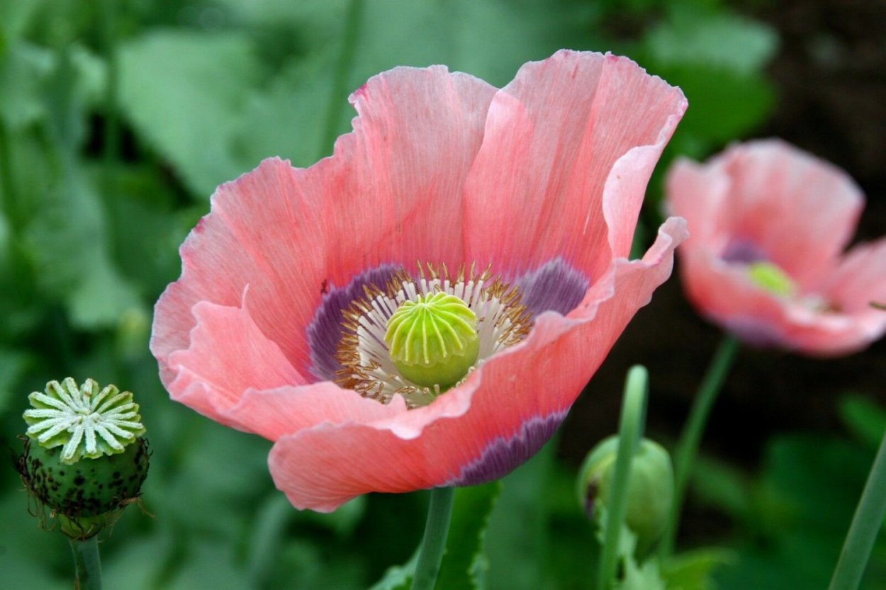 Мак снотворный (Papaver somniferum)
