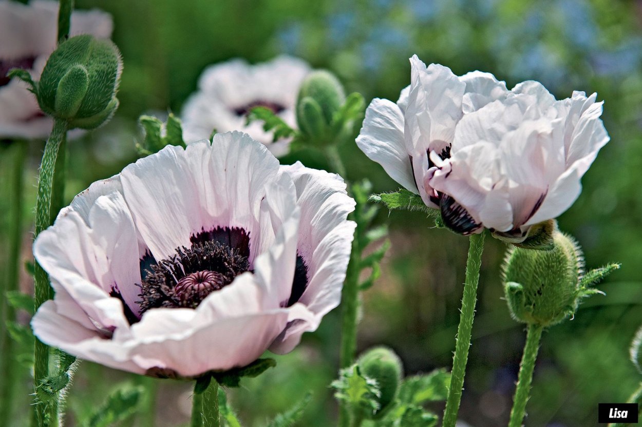 Мак опийный (Papaver somniferum)