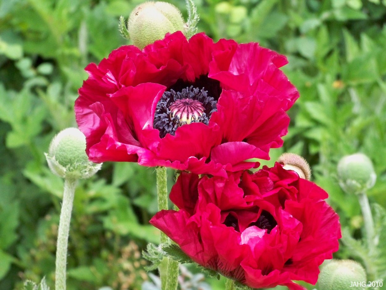 Мак Восточный (Papaver orientale)