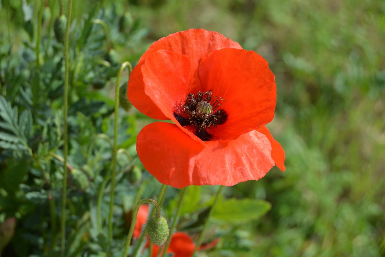 Мак полевой (Мак-самосейка