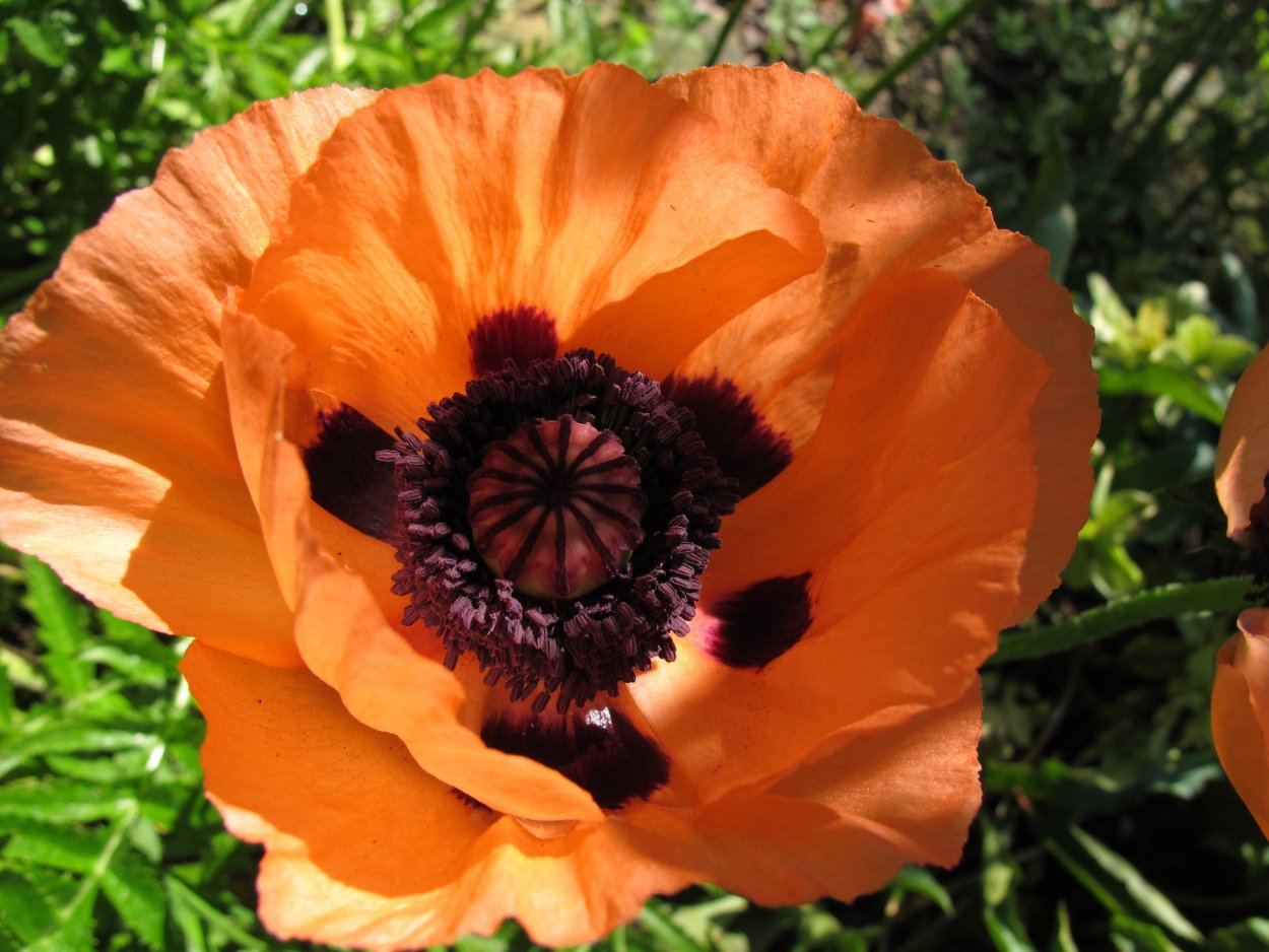 Мак Papaver orientale Picotee