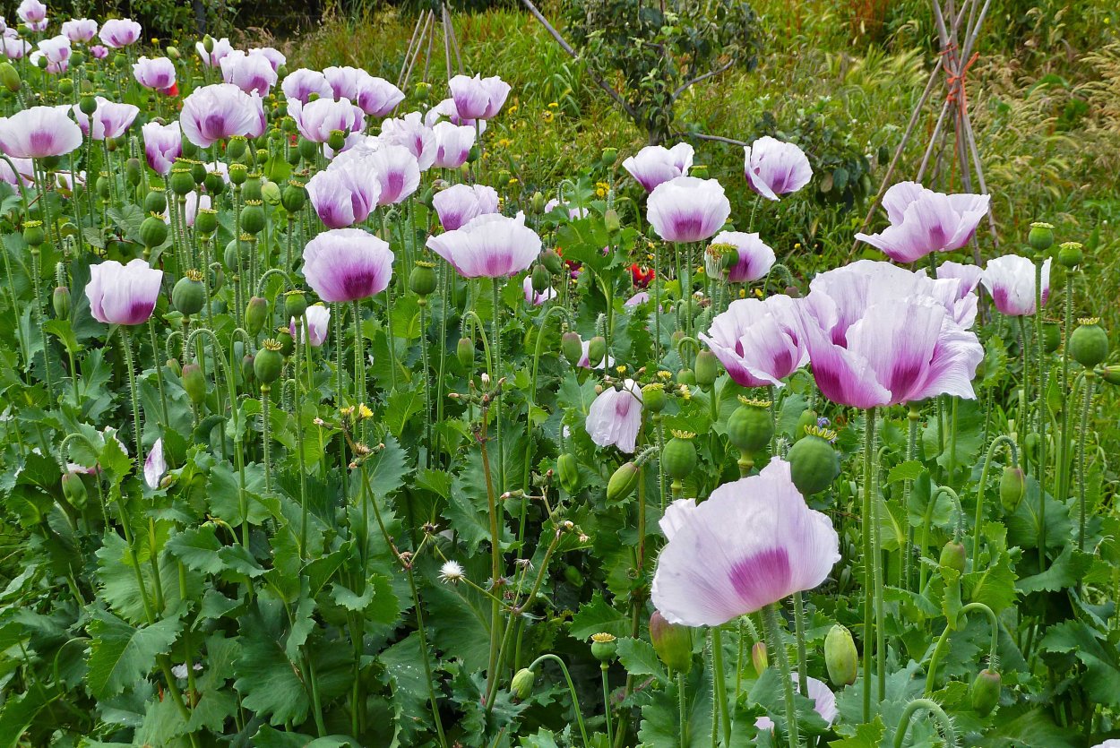 Мак Papaver somniferum