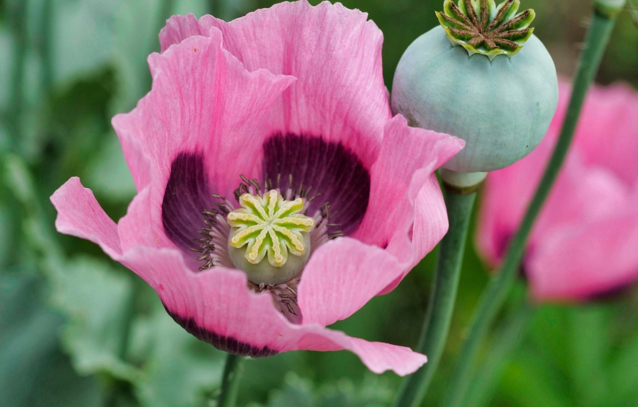 Мак Papaver somniferum