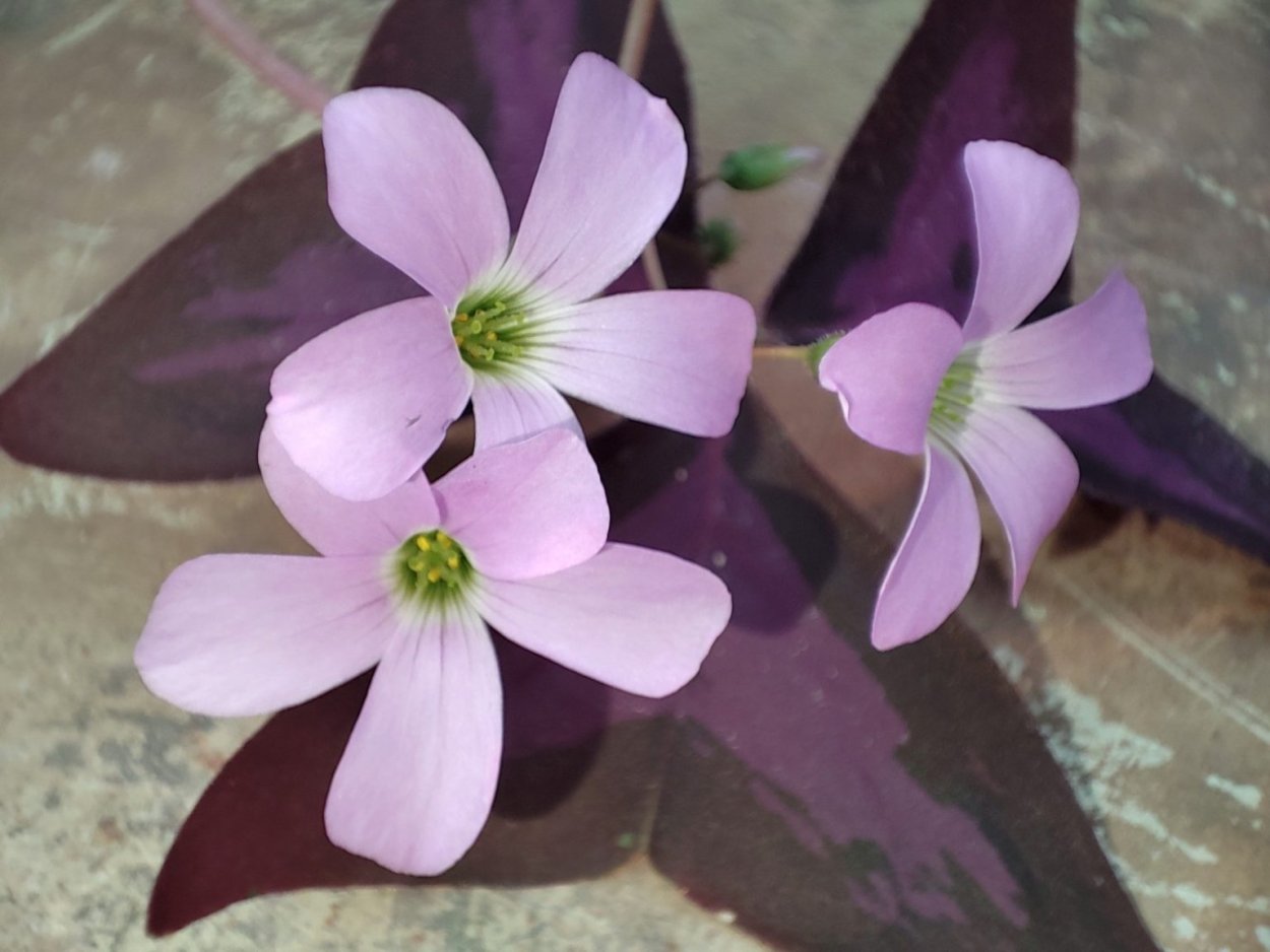 Oxalis palmifrons суккулент