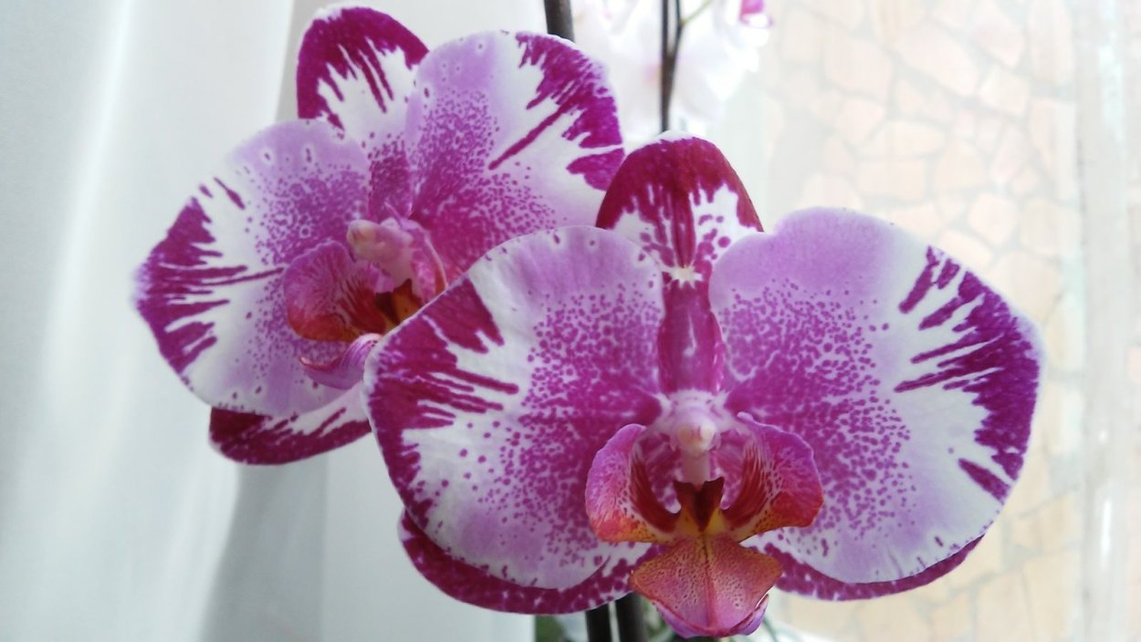 Орхидея Phalaenopsis Potter