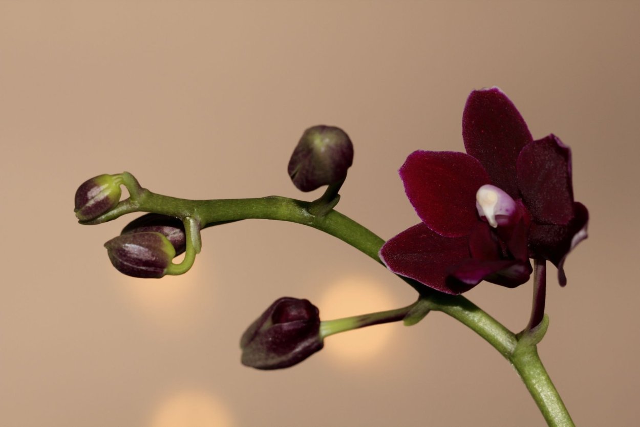 Орхидея Phalaenopsis Purple Dust