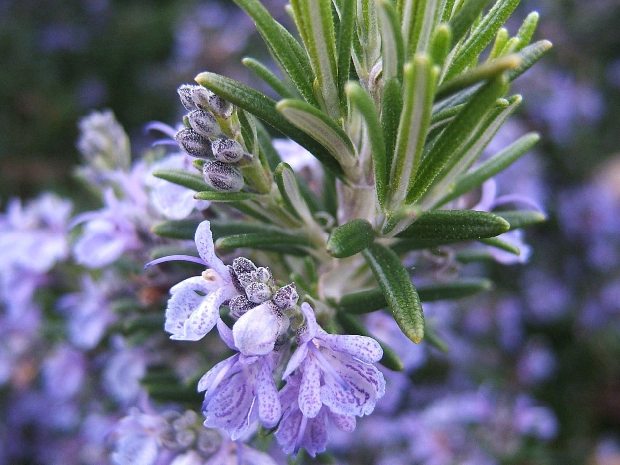 Розмарин распростертый