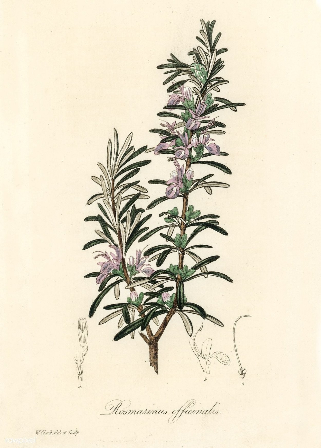 Rosmarinus officinalis Ботанический рисунок