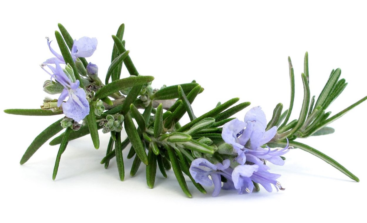 Испанский розмарин