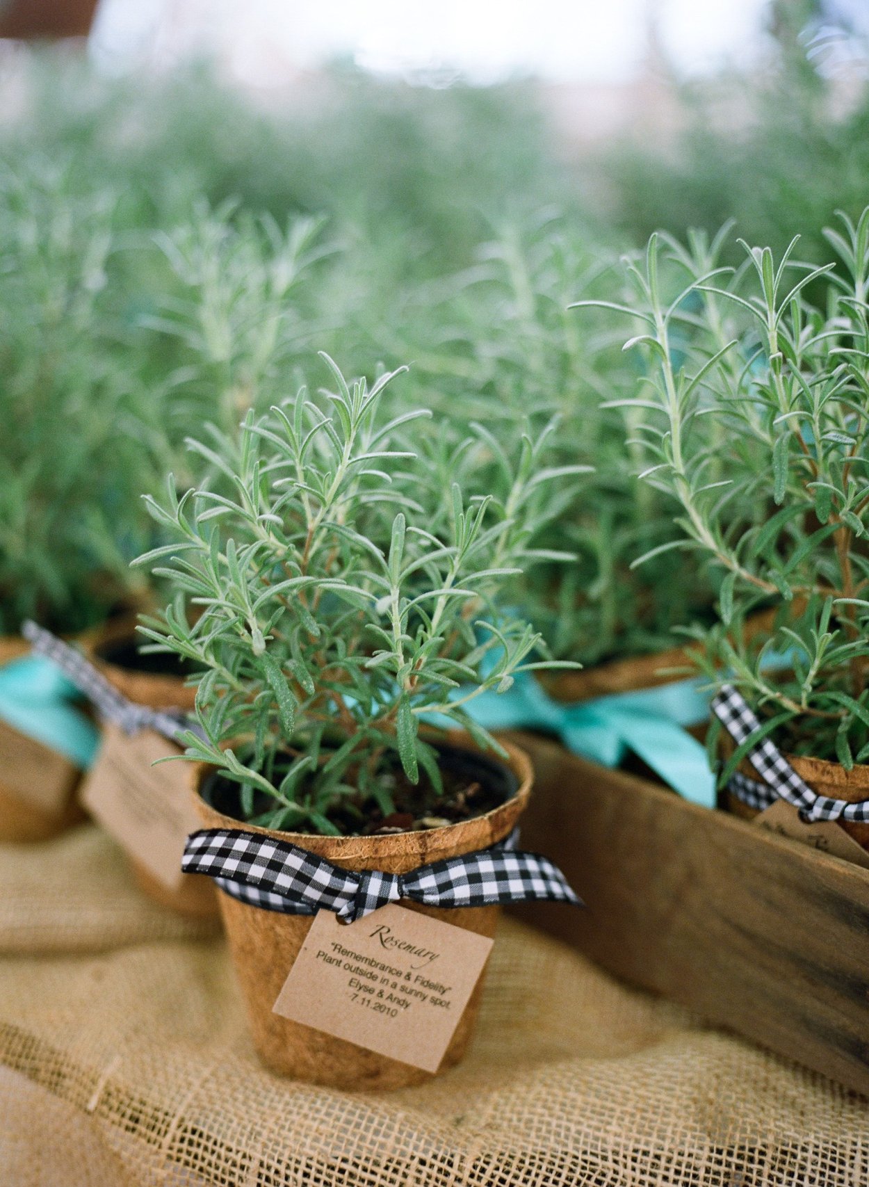 Розмарин вариегатный