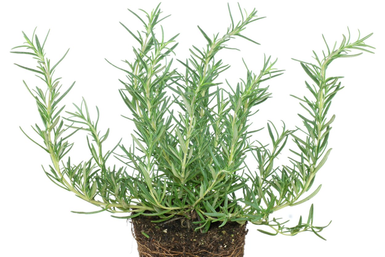 Розмарин оффициналис в горшке