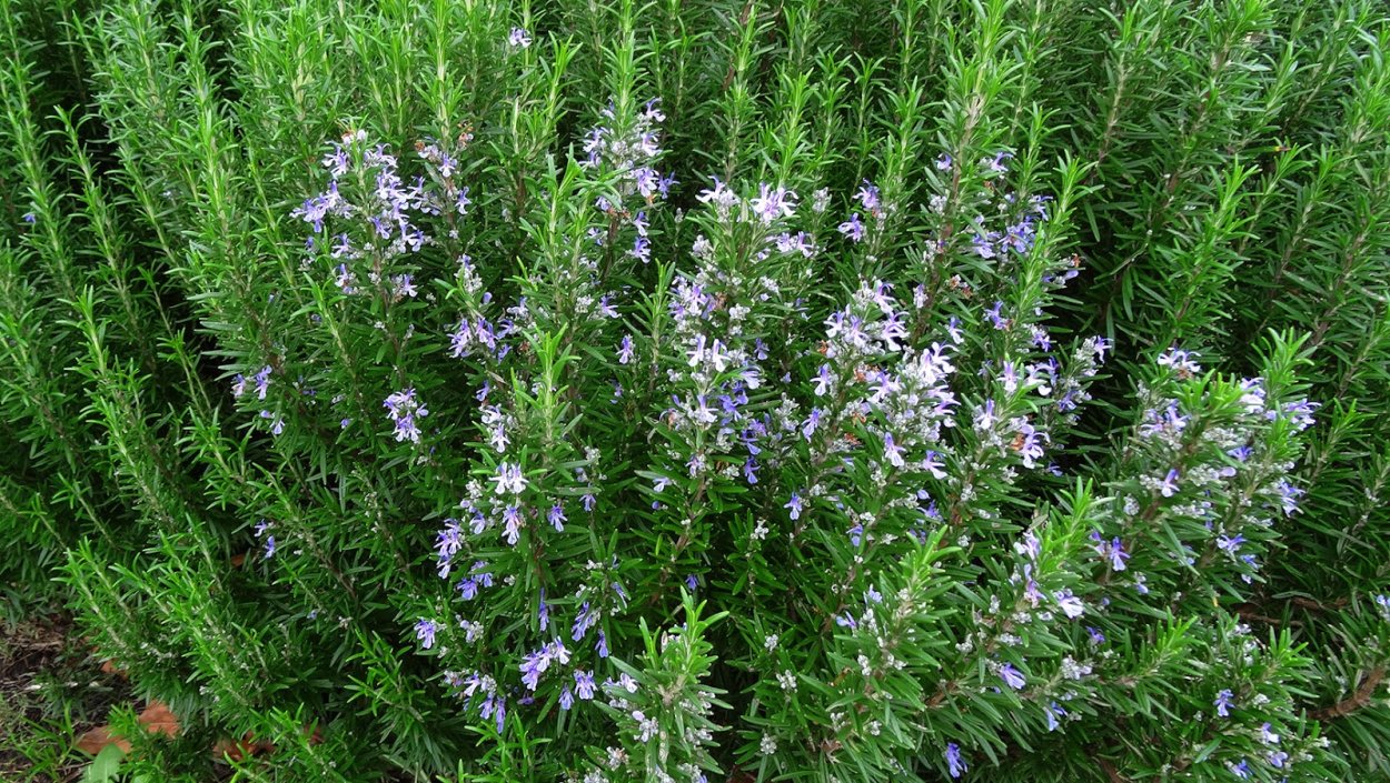 Розмарин обыкновенный Rosmarinus officinalis