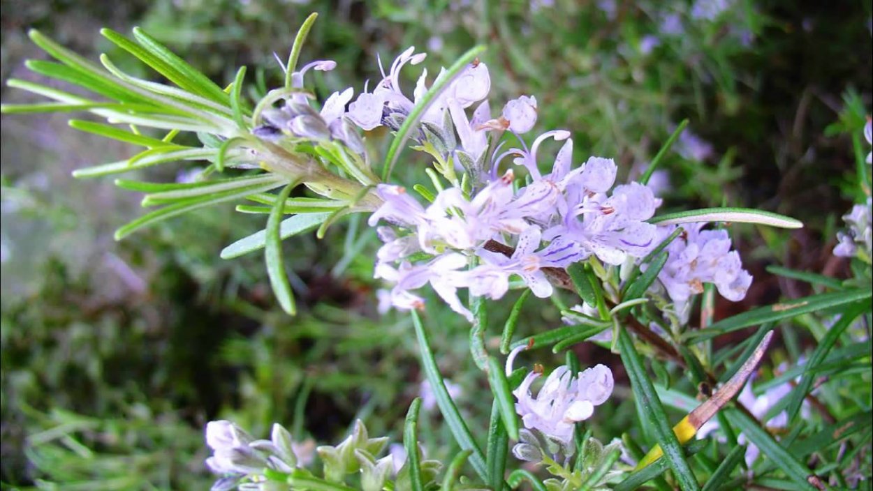 Семейство Губоцветные розмарин