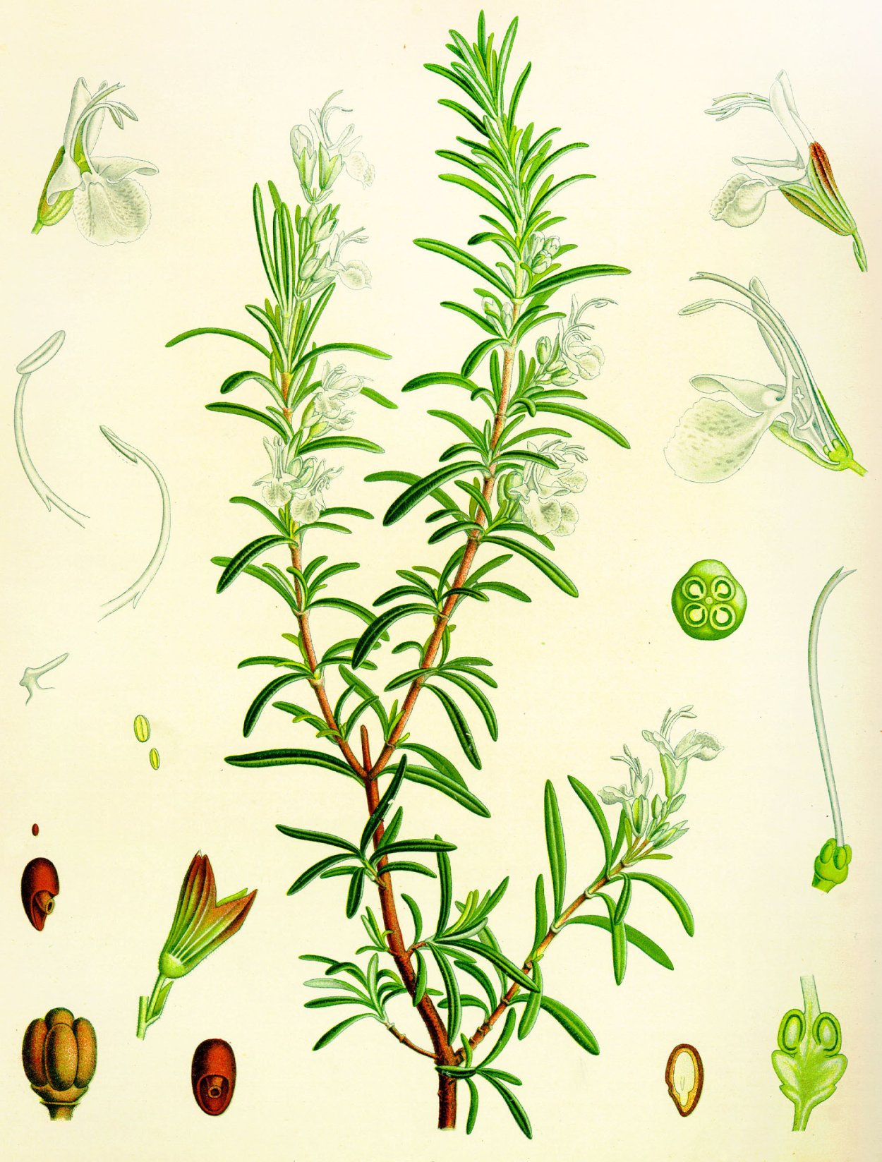 Розмарин обыкновенный ГФ