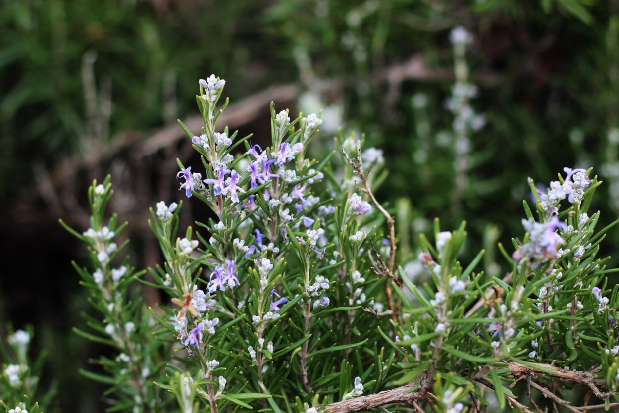 Розмарин Крымский куст