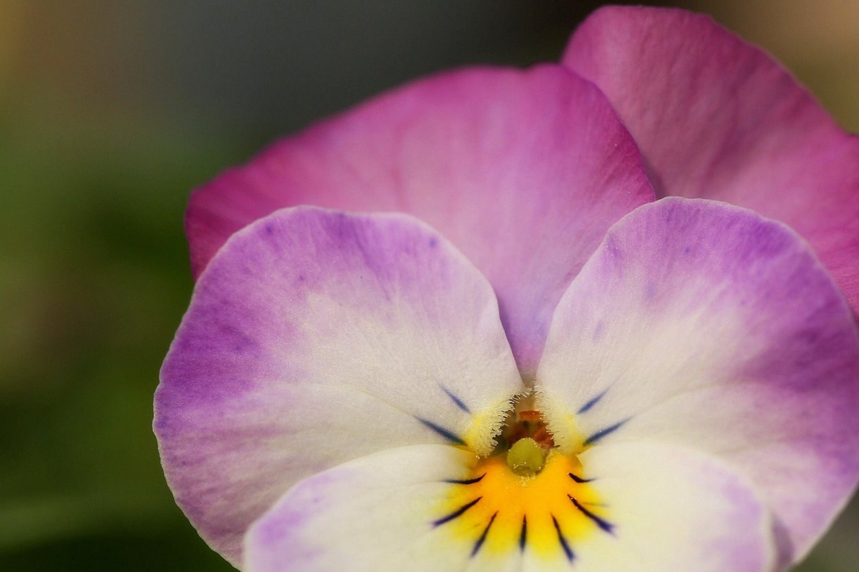 Брахикома фиолетовая