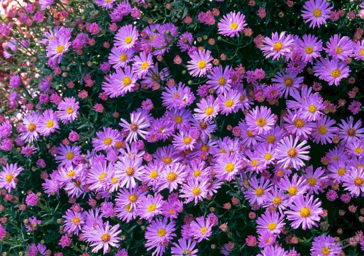 Фиолетовые цветы