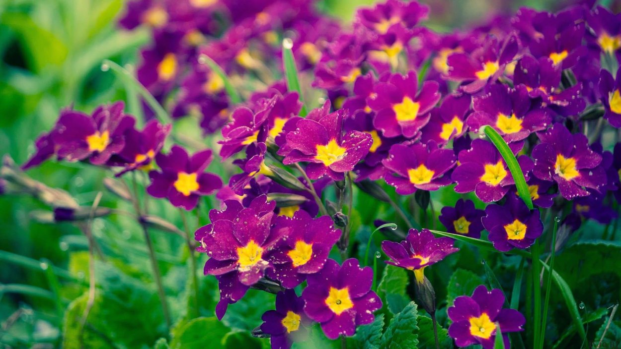 Красивые цветы