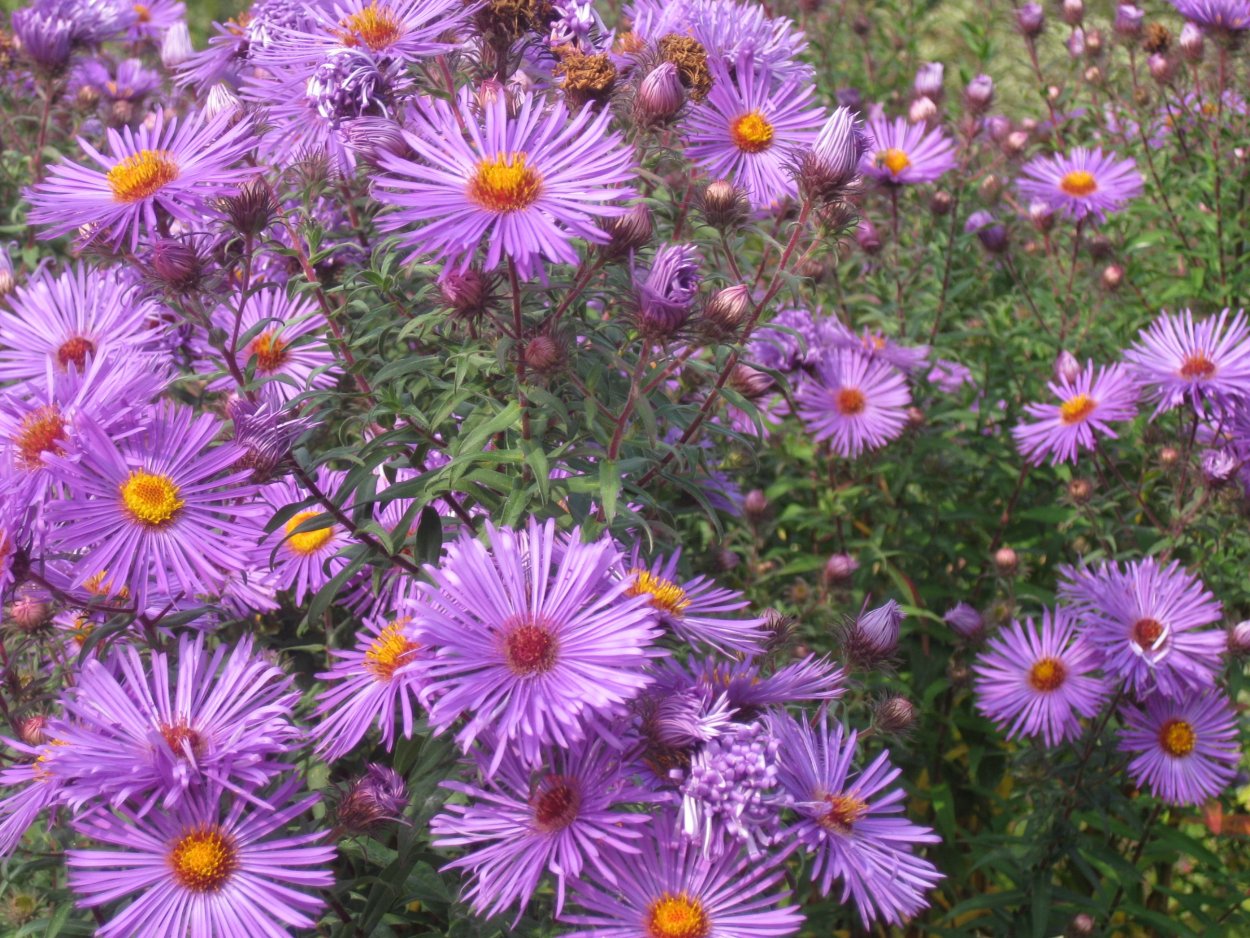 Тюльпаны макро