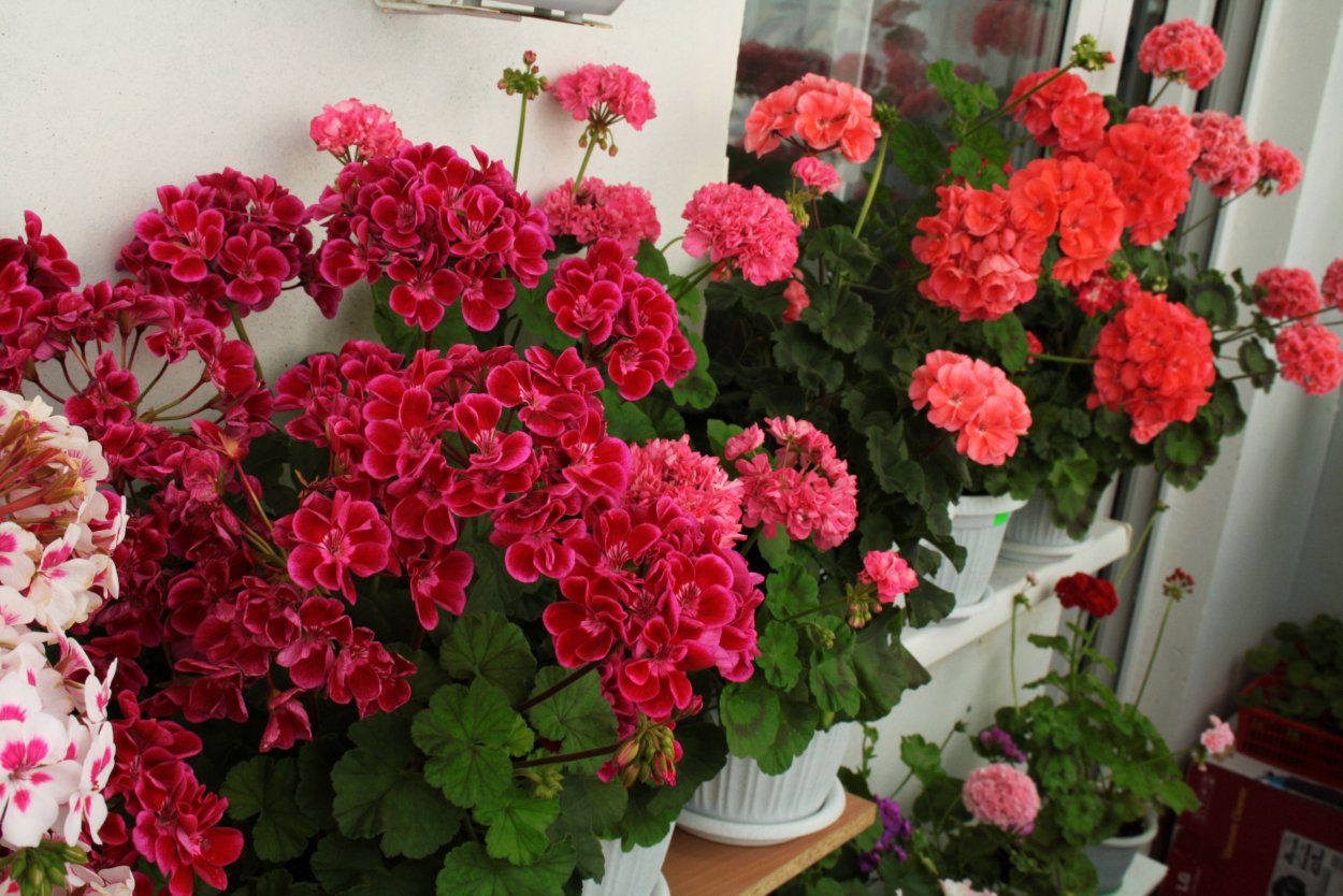 Пионовидный пион