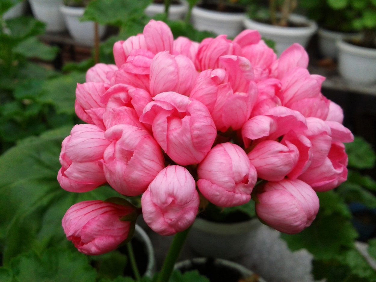 Роза джелато