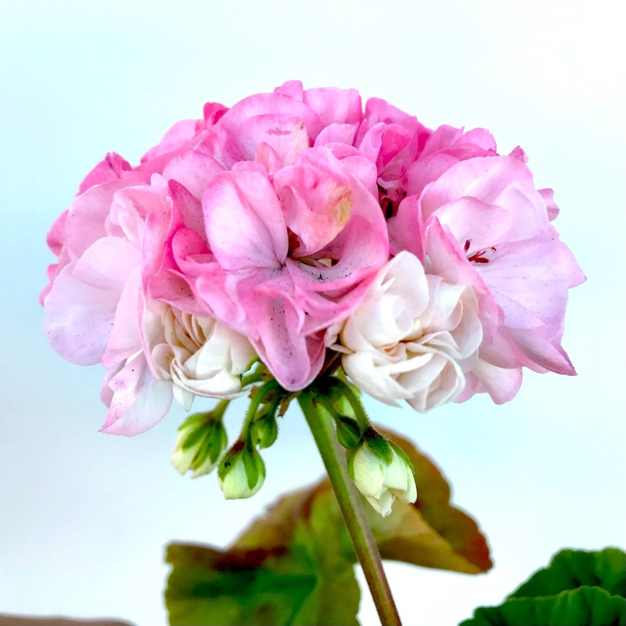 Пеларгония Kvarnlyckans