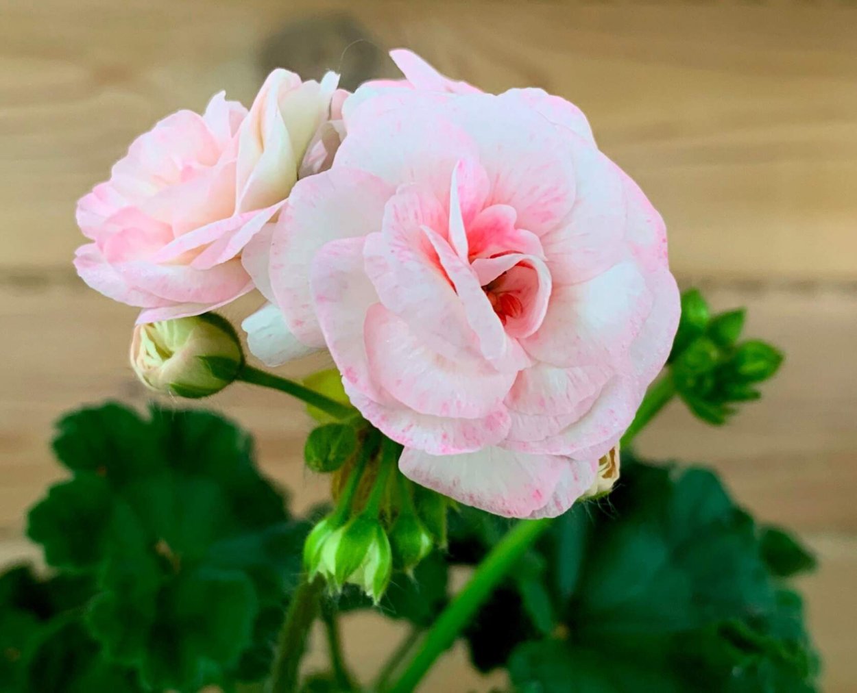 Модные букеты