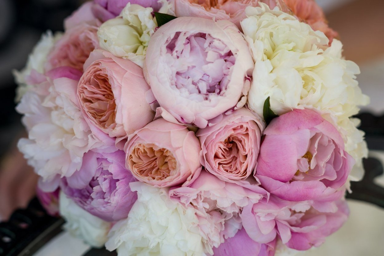 Ранункулюс Прованс