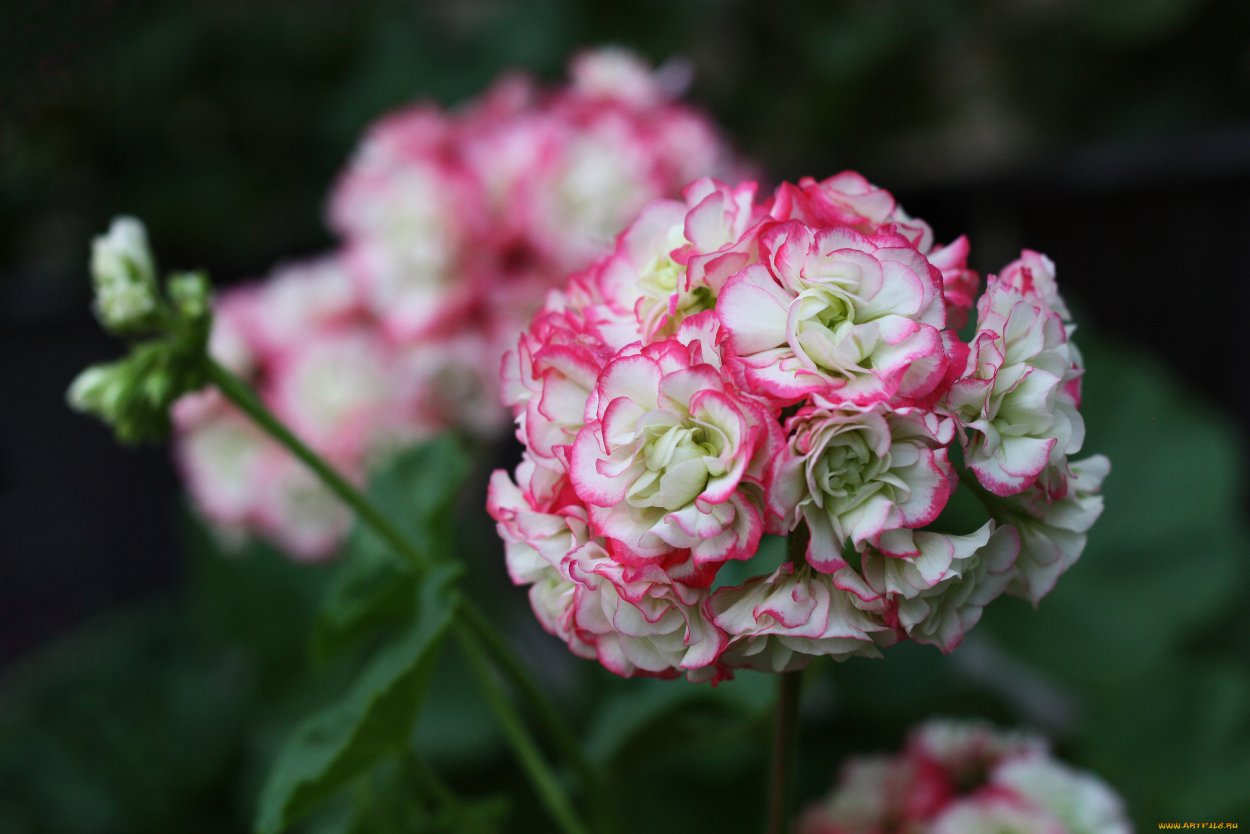 Роза блоссом Бабблс