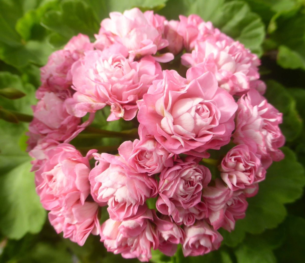 Огромный букет цветов Эстетика